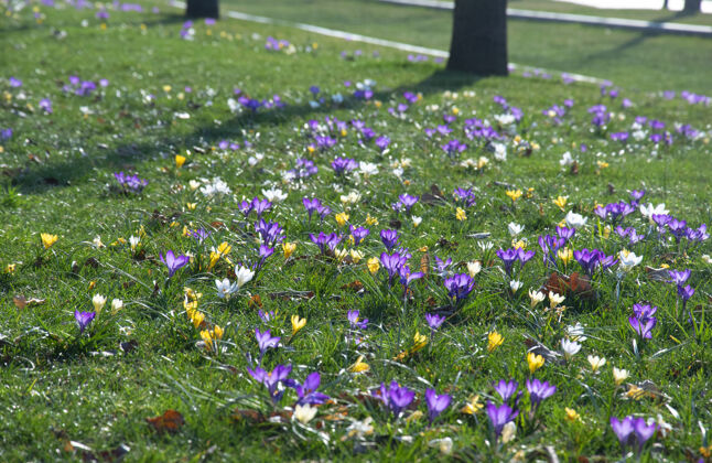 生长美丽的春天紫色 白色 黄色的番红花在绿色的草坪上田野花蕾特写