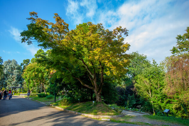 环境美丽的巴统植物园位于巴统附近亚热带风景如画多彩