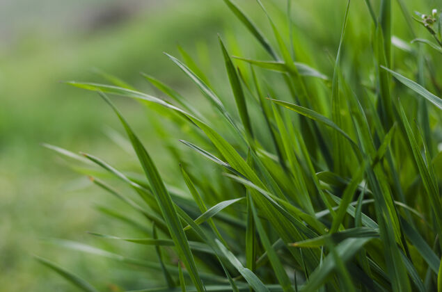 露水绿草特写作为一个抽象的背景与空间的话生物草本田野