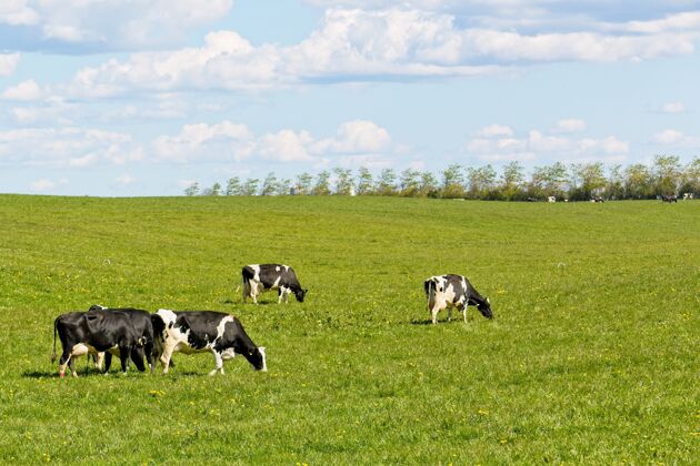 牛一群奶牛在牧场上吃草 背景是美丽的绿树牛牛肉田地
