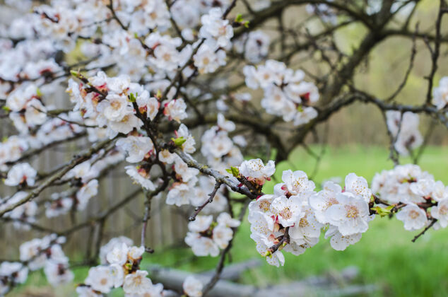 细节杏树春天开花植物学水果花