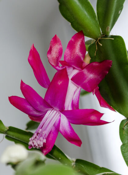 自然粉红色仙人掌花或圣诞树室内植物特写美丽花卉低