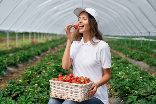 栽培女人在温室里品尝刚摘下的浆果水果有机农业