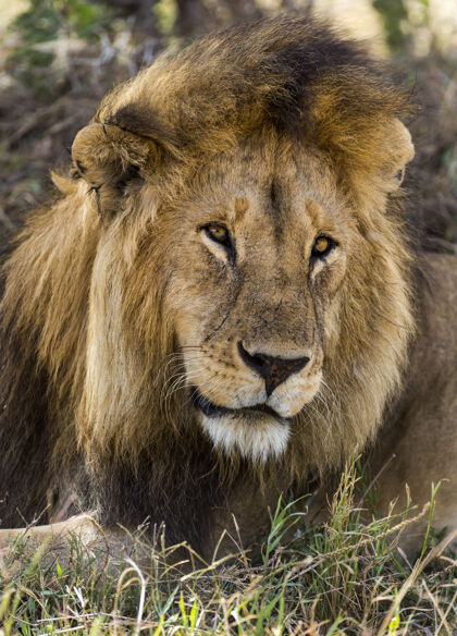 非洲狮子特写镜头 塞伦盖蒂 坦桑尼亚 非洲狮子大猫动物