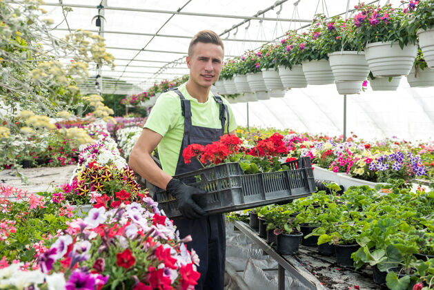温室负责看花的员工端着一盒鲜花植物.工作在温室里职业有机温室