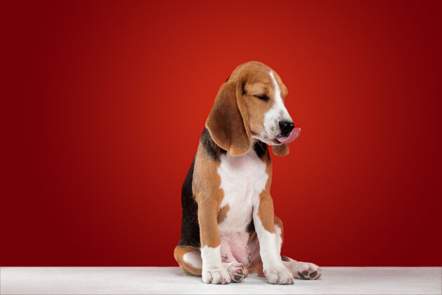 可爱在红色工作室背景上拍摄小猎犬的工作室照片纯种肖像品种