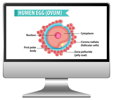 屏幕电脑桌面上的人类卵细胞科学细胞教育