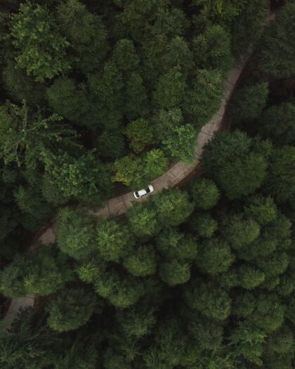 垂直垂直空中拍摄的一辆汽车在森林中穿过一条道路 那里有高大的绿色茂密的树木春天景观公园