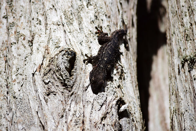 蜥蜴特写镜头黑色壁虎走在一棵老树上动物森林树