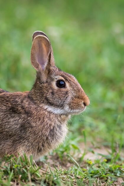 草可爱的棕色兔子坐在草地上动物哺乳动物兔子