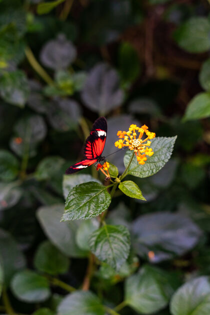 光垂直特写镜头的红蝴蝶坐在流叶子封闭花园