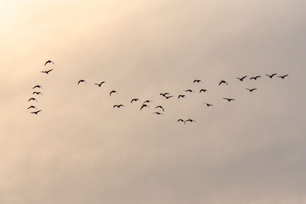 飞行日落时分 一群鸟儿飞向美丽的天空鸟飞行日落