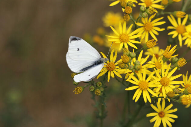 植物一只白色蝴蝶坐在花园里黄色花朵上的特写镜头蝴蝶昆虫开花