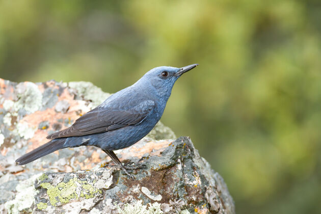 鸟类蓝岩画眉站在岩石上动物羽毛野生动物