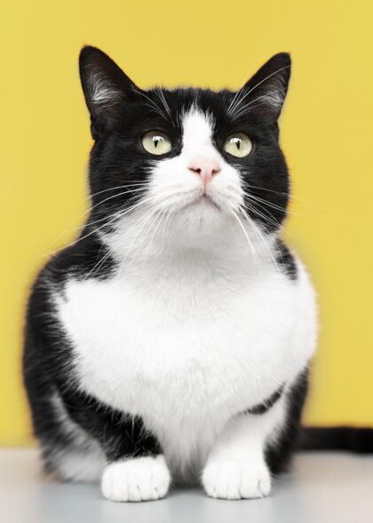 貓可愛的黑白貓咪 身后有一面單色的墻可愛毛茸茸的品種