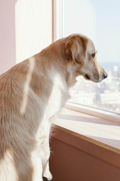垂直可爱的狗看着窗外狗可爱可爱