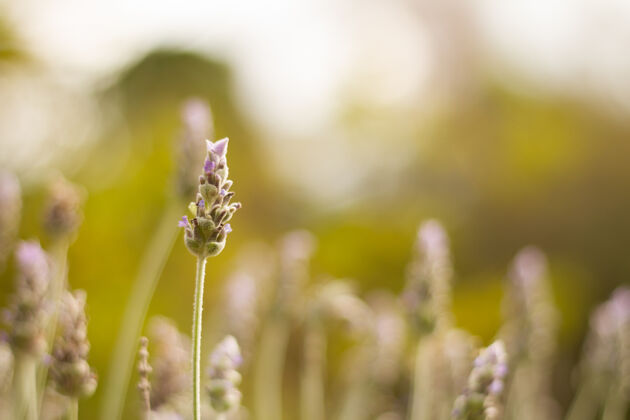 乡村一个美丽的薰衣草花在田地中间的选择性聚焦拍摄花卉芳香农场