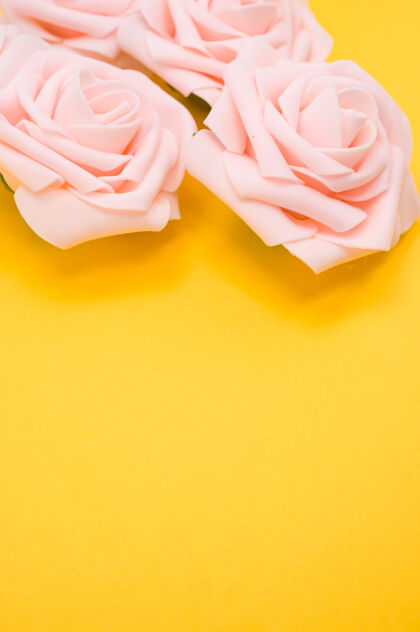 花垂直特写镜头粉红色玫瑰隔离在黄色背景与复制空间自然玫瑰垂直