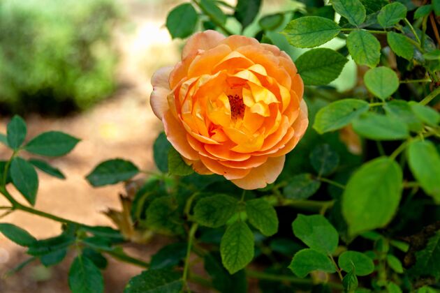 贺卡美丽的橘色玫瑰生长在花园里植物学开花花瓣