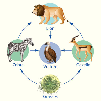 哺乳动物生物教育海报食物链图生活初级学习