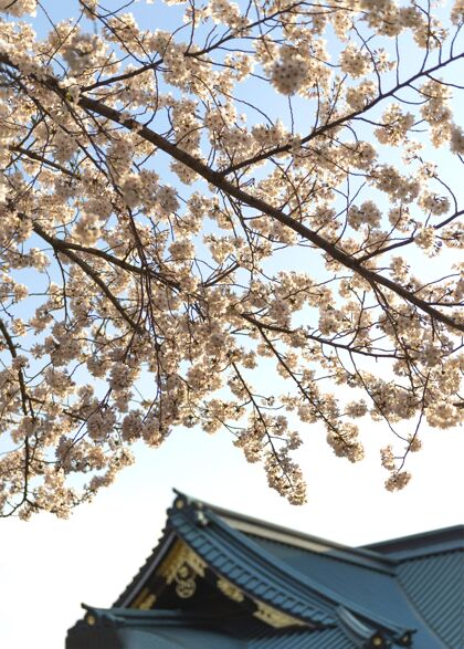 植物学白天东京桃花开得真漂亮春天自然嫩枝