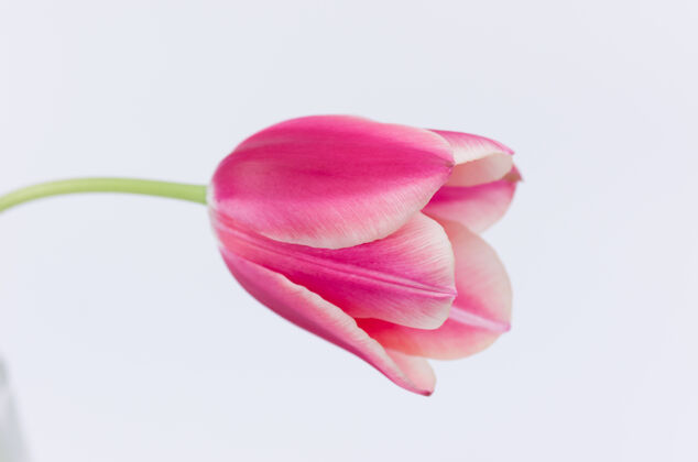 郁金香白色背景上隔离的粉红色郁金香花特写镜头花瓣白色花