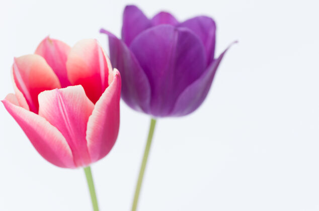 紫色两个彩色郁金香花的特写隔离在白色背景与空间为您的文字洋红花白色