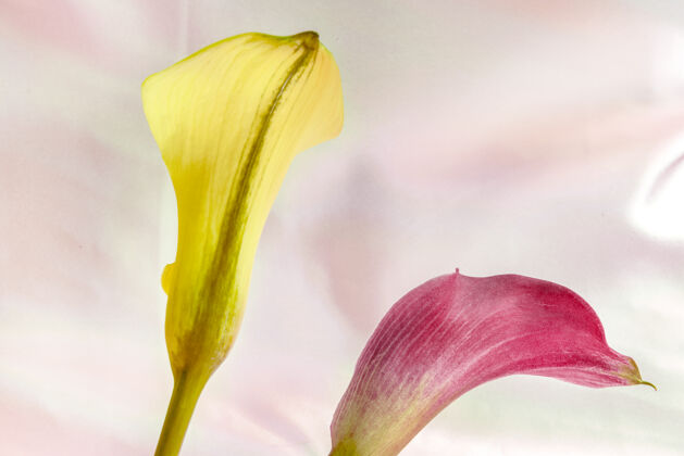 分支黄色和粉色百合花的特写镜头百合装饰植物