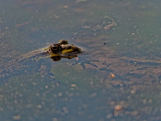 青蛙特写镜头沼泽青蛙pelophylaxridibundus在欧洲的湖泊池塘自然湖泊