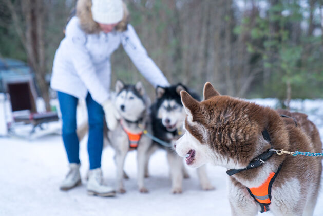 毛皮冬季森林里哈士奇狗的选择性聚焦镜头水平纯种狗