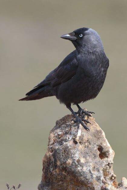 岩石一只美国乌鸦的特写镜头翅膀树枝羽毛