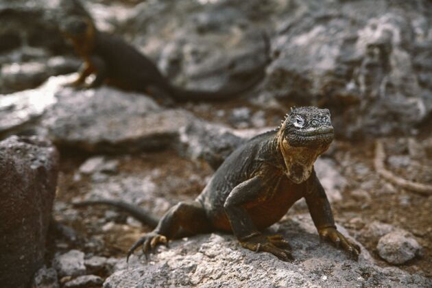 动物岩石上阿伽玛蜥蜴的特写镜头濒危捕食者颜色