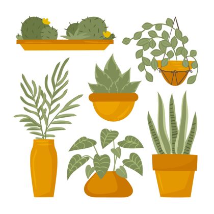 绿化手绘室内植物收藏室内植物分类植物