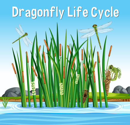 生活蜻蜓生命周期字体在沼泽场景人类单词卡通