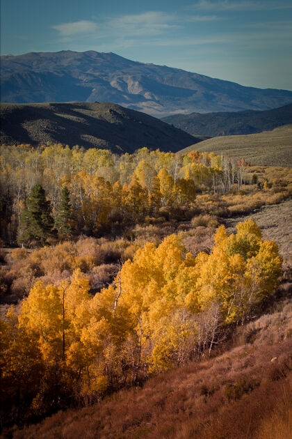 季节山坡上黄叶树的惊人镜头公园山叶