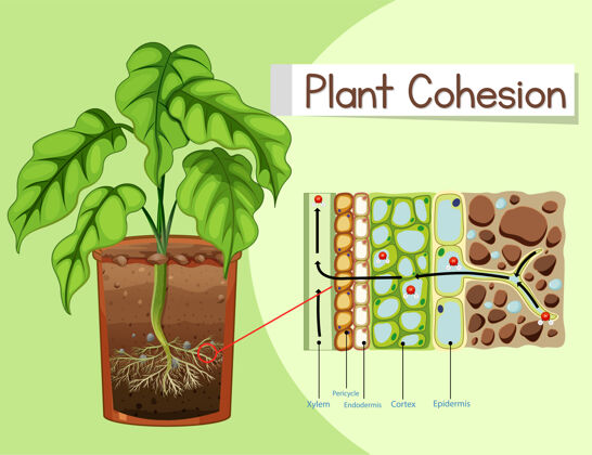 生命植物凝聚力示意图教育科学科学