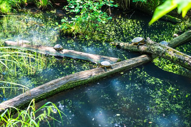 平静池塘上一座木桥上海龟的美丽照片河流木材贝壳