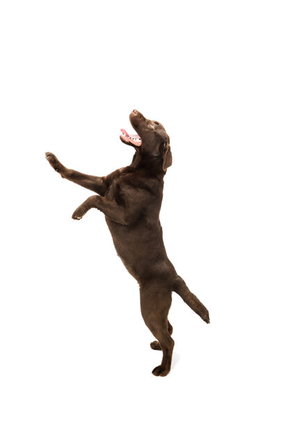 警觉跳得很高棕色巧克力色的拉布拉多猎犬在白色的工作室里玩耍犬可爱舌头
