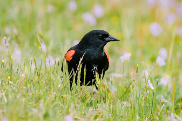 鸟白天绿草上的黑色和橙色的鸟动物黑鸟