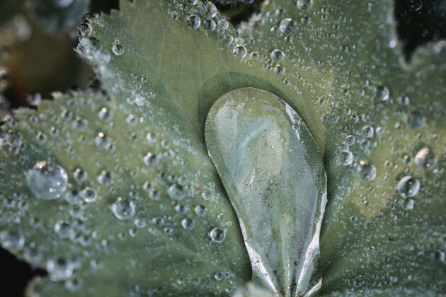 露水绿叶上的水滴农产品水滴蔬菜