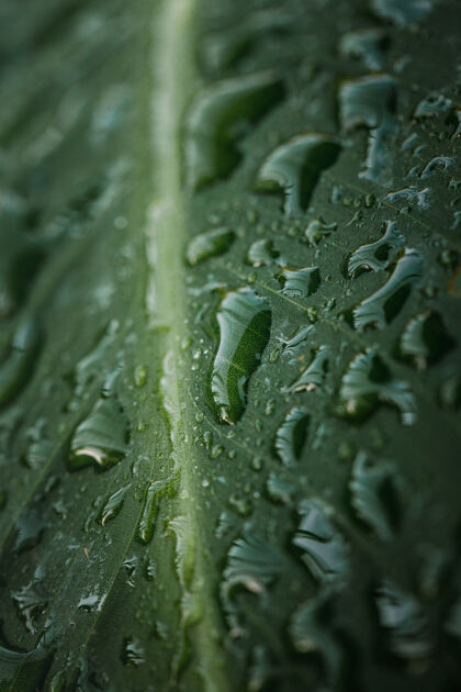 血管绿叶上的水滴水滴叶子水