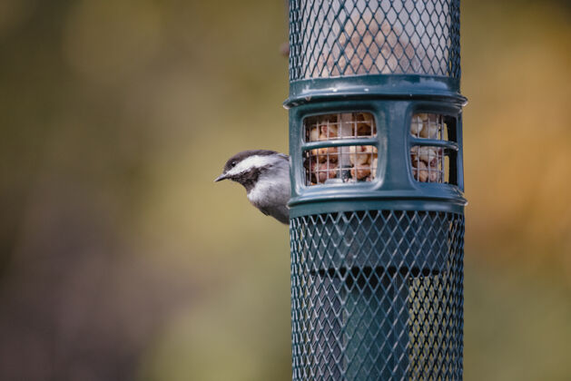 鸟蓝笼子上的黑白鸟鸟类学动物笼子