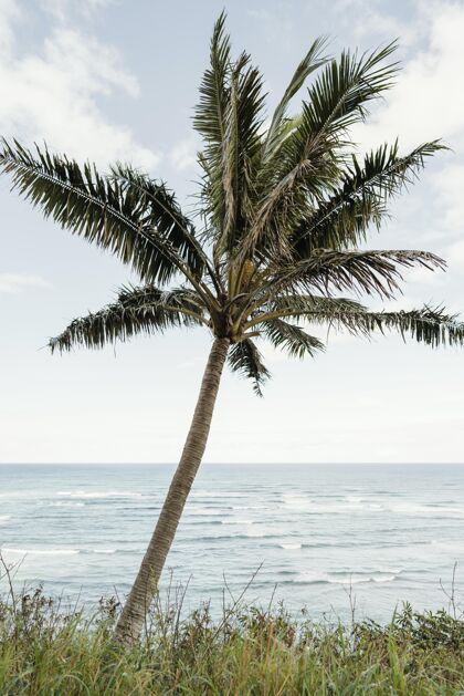 旅游夏威夷的棕榈树旅游棕榈树姿势