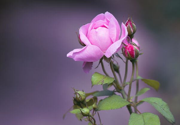 颜色一个美丽的粉红色花园玫瑰特写镜头植物学开花浪漫