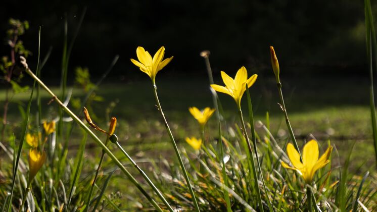 花园比伯斯坦郁金香在波基背景领域的选择性焦点拍摄明亮春天美丽