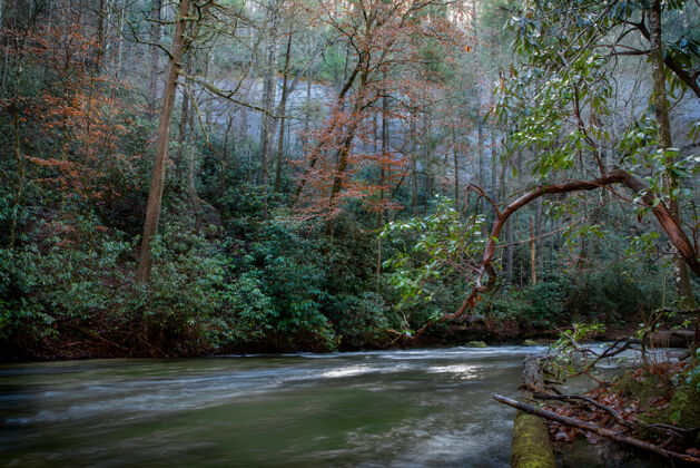 石美丽的河在森林中间的一个河草自然环境