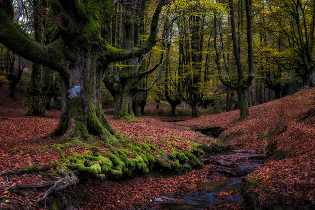 木头奥图姆的老山毛榉林森林树枝树叶