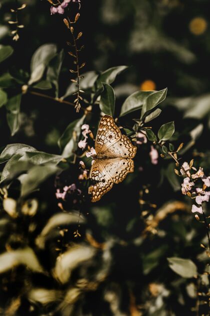昆虫一只棕色蝴蝶在树枝上的垂直镜头自然苍蝇蝴蝶