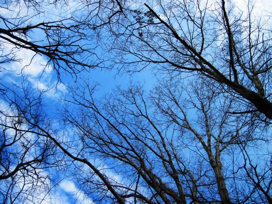 低矮低角度拍摄的光秃秃的树木在森林中与蓝天天空树干乡村