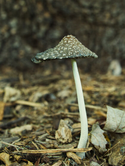 焦点垂直选择性聚焦拍摄喜鹊菌类蘑菇在森林里新鲜干燥季节